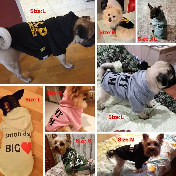 Pet Sweatshirts: Graphic & Fun