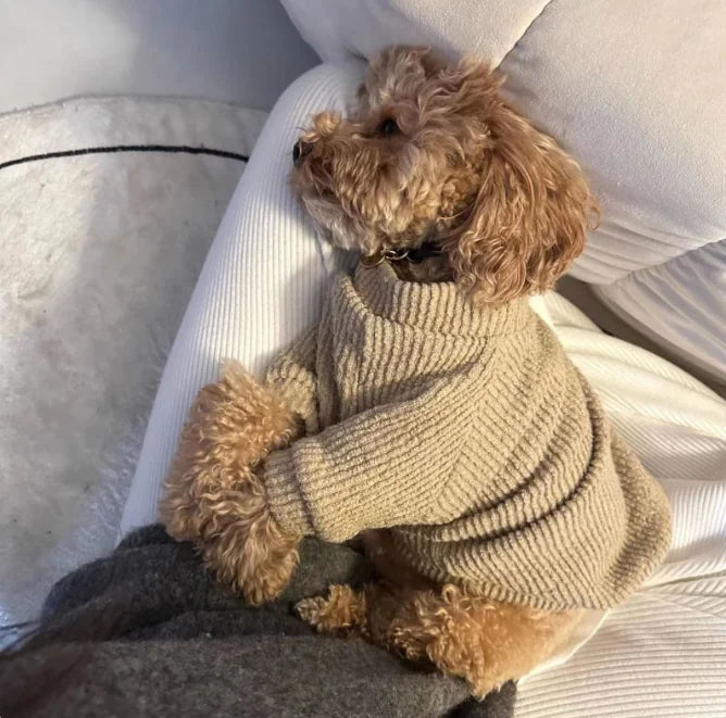 Small Dog Sweater: Warm & Fashionable