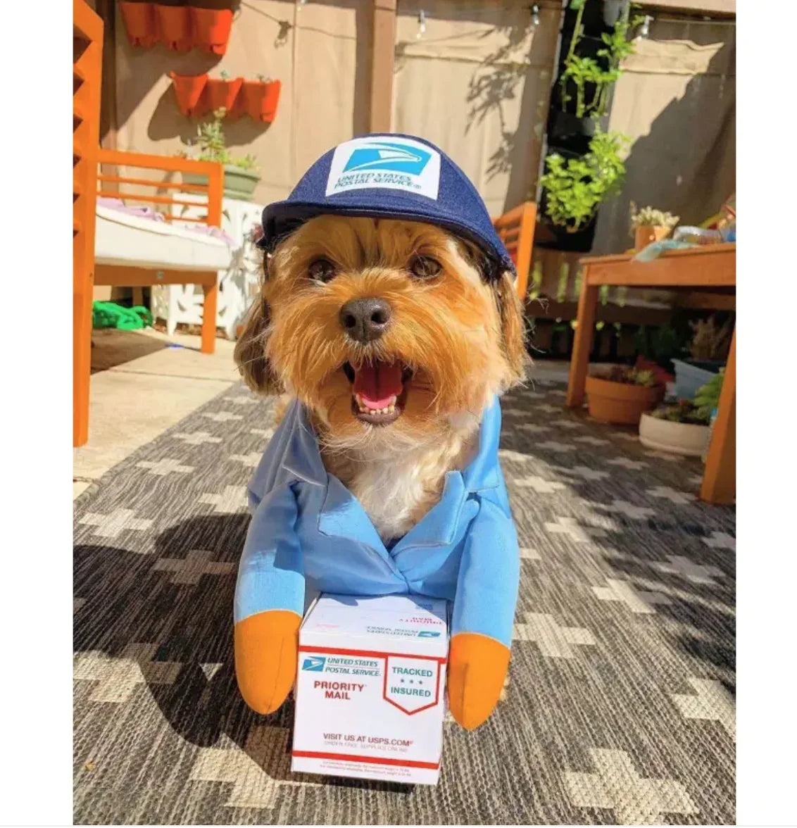 Dog Delivery Costume: Cute & Hilarious