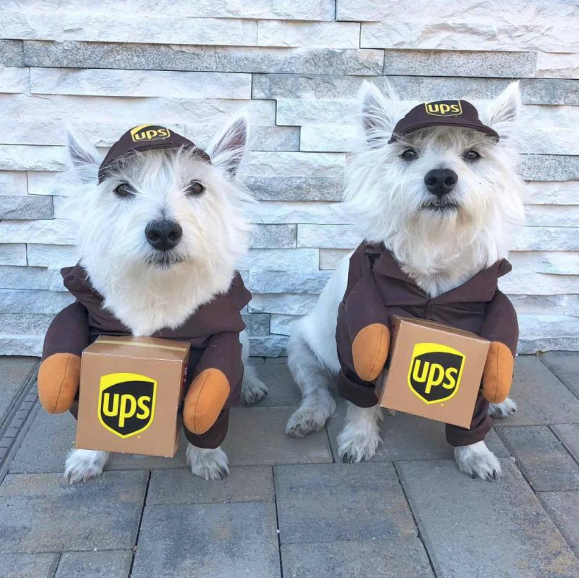 Dog Delivery Costume: Cute & Hilarious