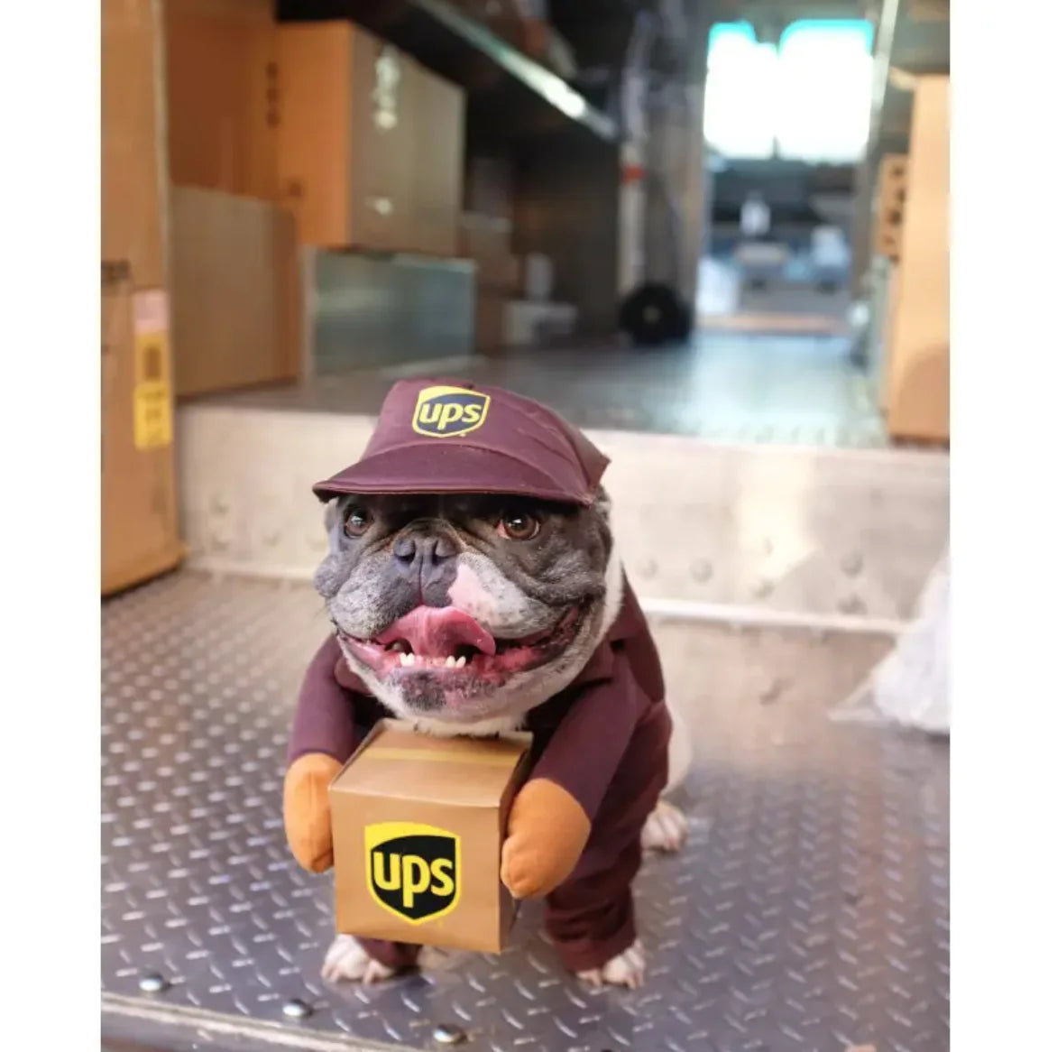 Dog Delivery Costume: Cute & Hilarious