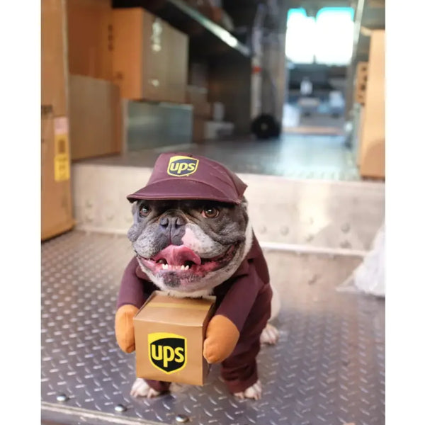 Dog Delivery Costume: Cute & Hilarious