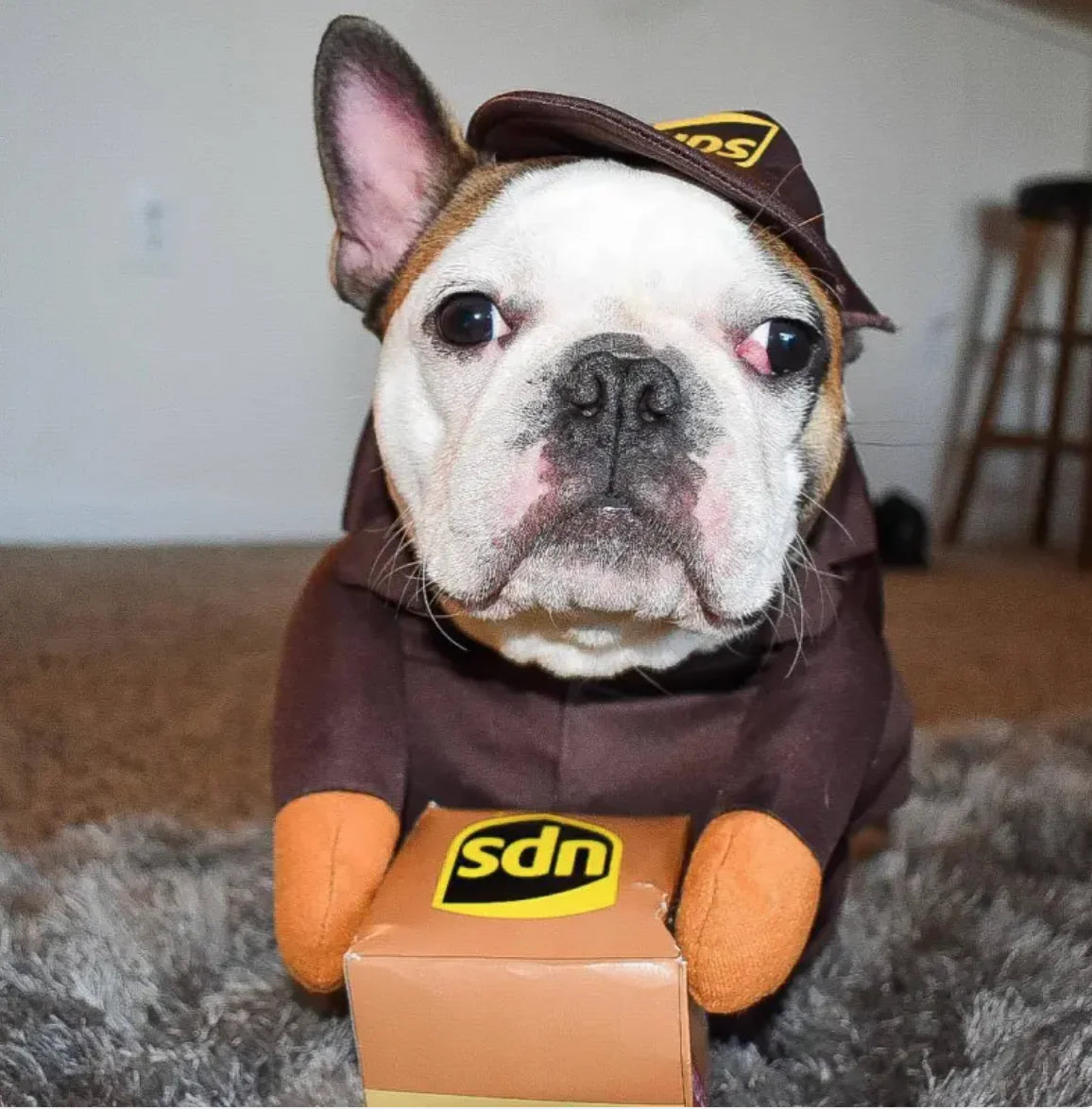 Dog Delivery Costume: Cute & Hilarious