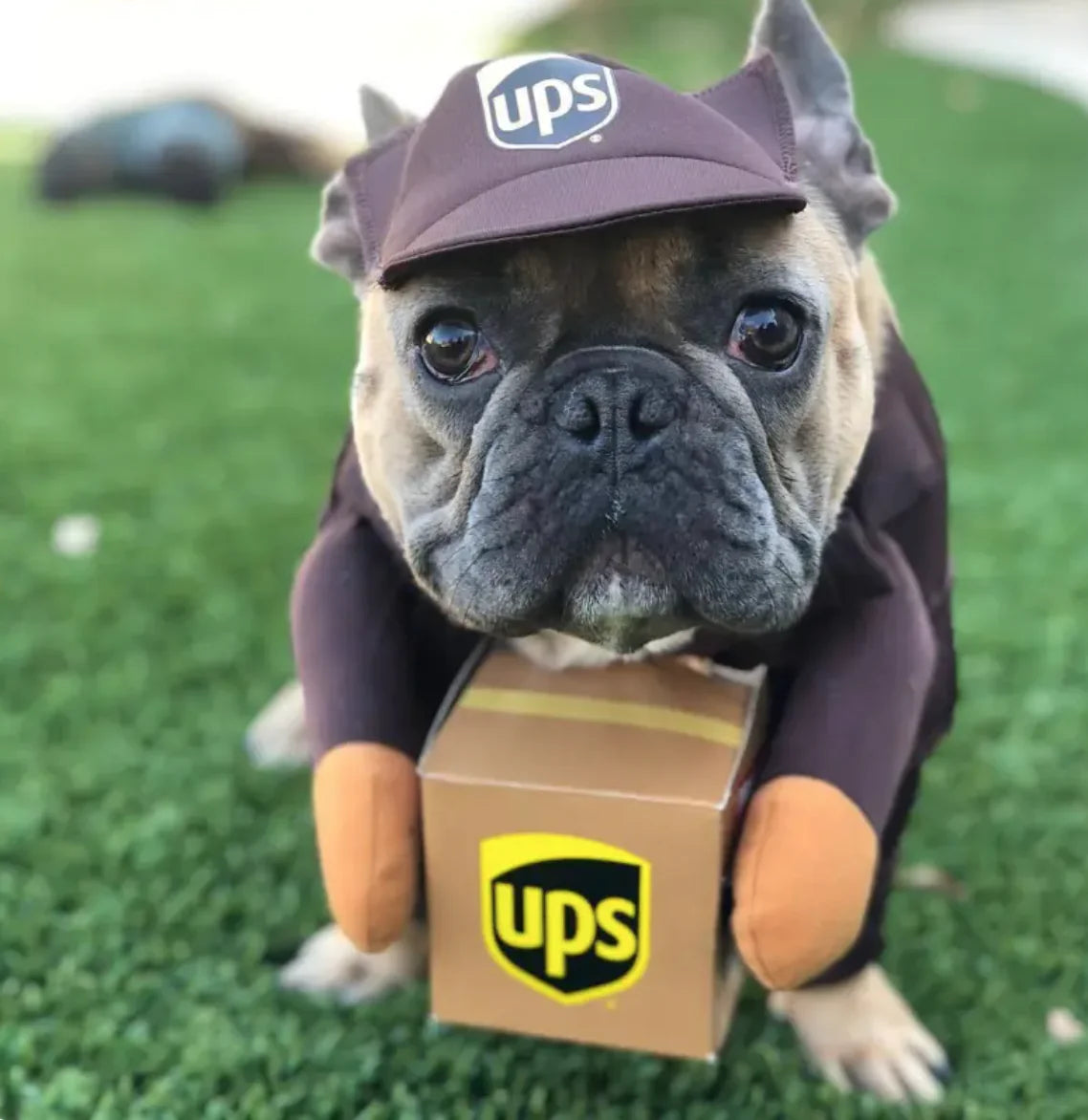 Dog Delivery Costume: Cute & Hilarious